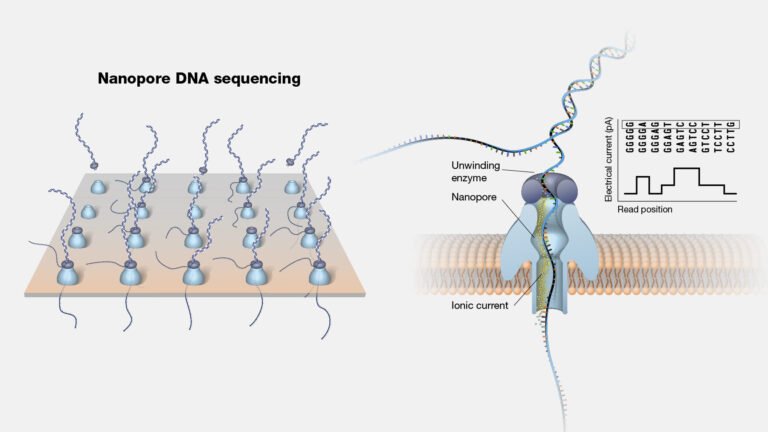 nanoporos-para-la-secuenciacion-de-adn-ultra-rapida