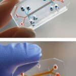 organos-en-un-chip-como-sustituir-las-pruebas-en-animales