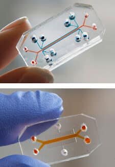 organos-en-un-chip-como-sustituir-las-pruebas-en-animales