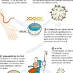 terapia-car-t-reprogramando-celulas-para-matar-el-cancer