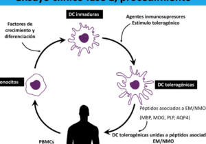 terapia-celular-para-la-esclerosis-multiple-frenando-el-ataque