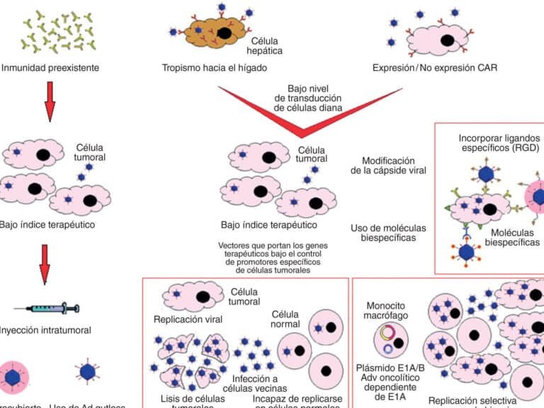 terapia-genica-suicida-obligando-a-las-celulas-tumorales-a-morir