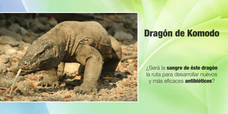 antibioticos-derivados-del-dragon-de-komodo-un-hallazgo-inesperado
