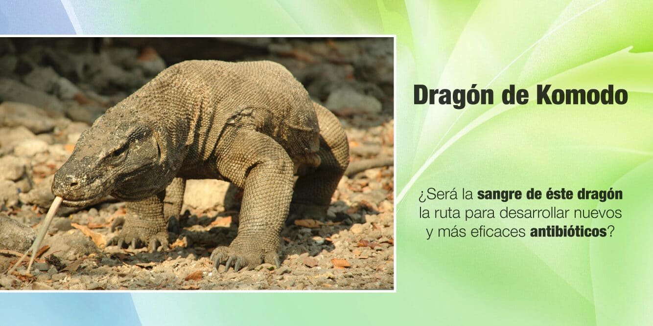 antibioticos-derivados-del-dragon-de-komodo-un-hallazgo-inesperado