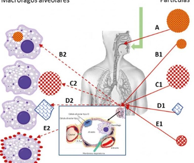 avances-en-la-cura-de-la-fibrosis-quistica-mediante-genes