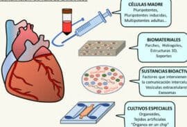 avances-en-la-terapia-celular-para-la-regeneracion-del-corazon
