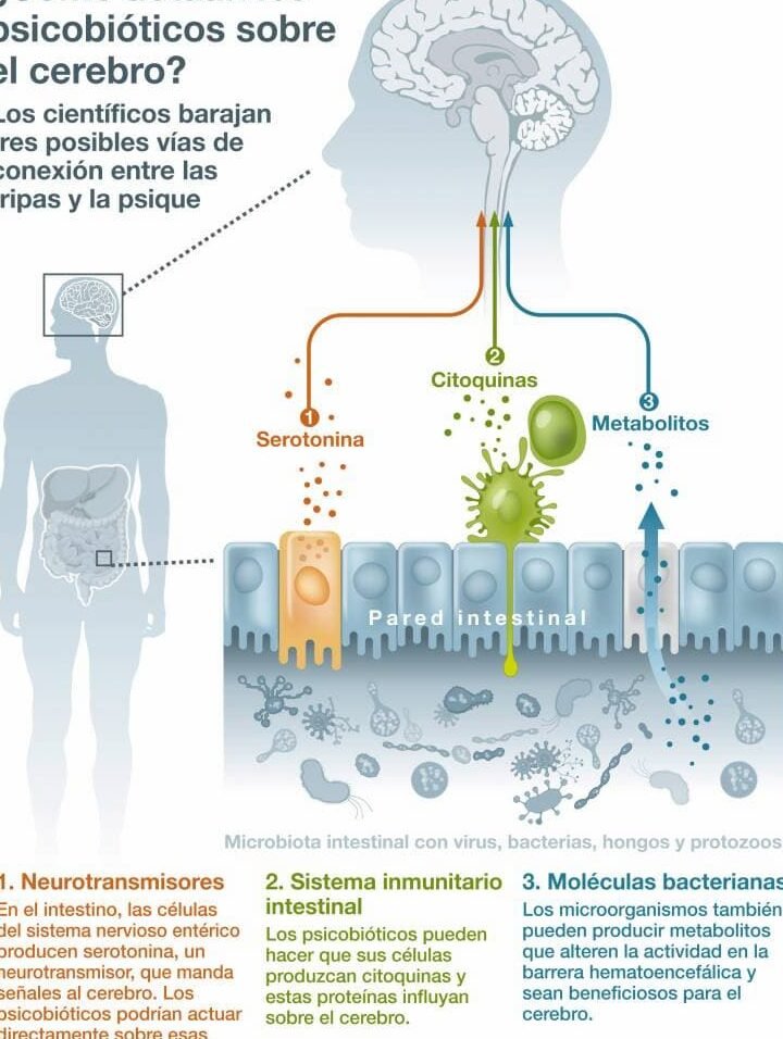 bacterias-intestinales-que-manipulan-el-estado-de-animo-psicobioticos