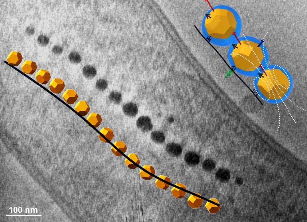 bacterias-magnetotacticas-como-vehiculos-de-entrega-de-farmacos