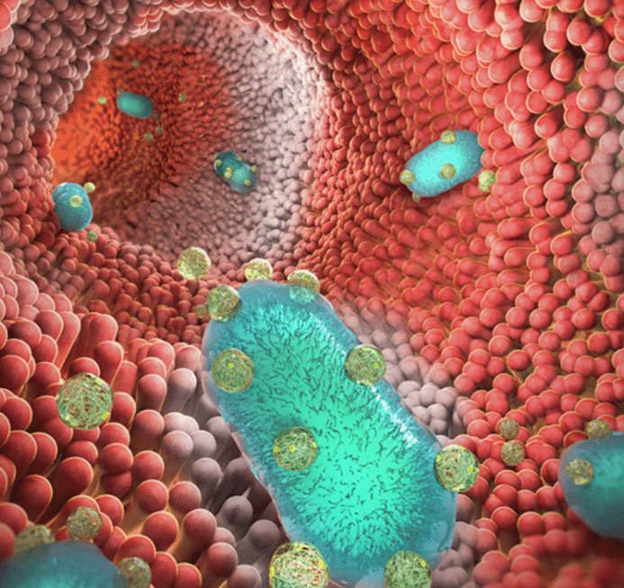 bacterias-probioticas-disenadas-para-detectar-inflamacion-intestinal