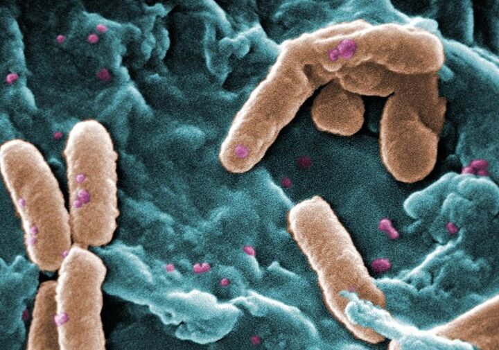 bacterias-que-comen-petroleo-aplicaciones-en-salud-y-limpieza-ambiental