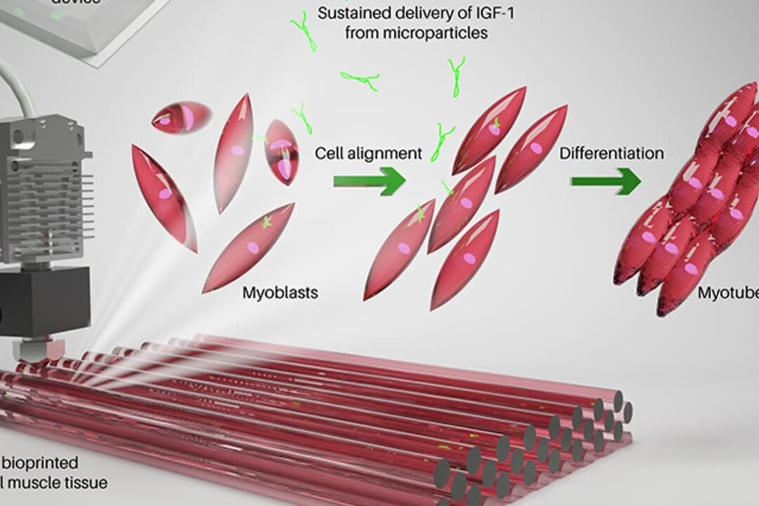 bioimpresion-de-tejido-muscular-para-tratar-la-perdida-de-masa