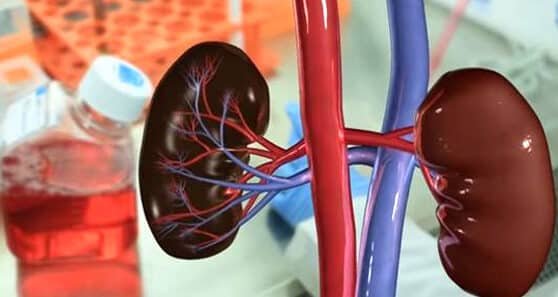 bioimpresion-de-tejido-renal-funcional