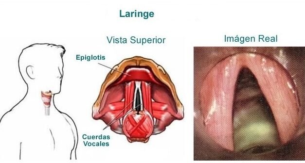 bioingenieria-de-cuerdas-vocales-para-pacientes-con-cancer-de-laringe