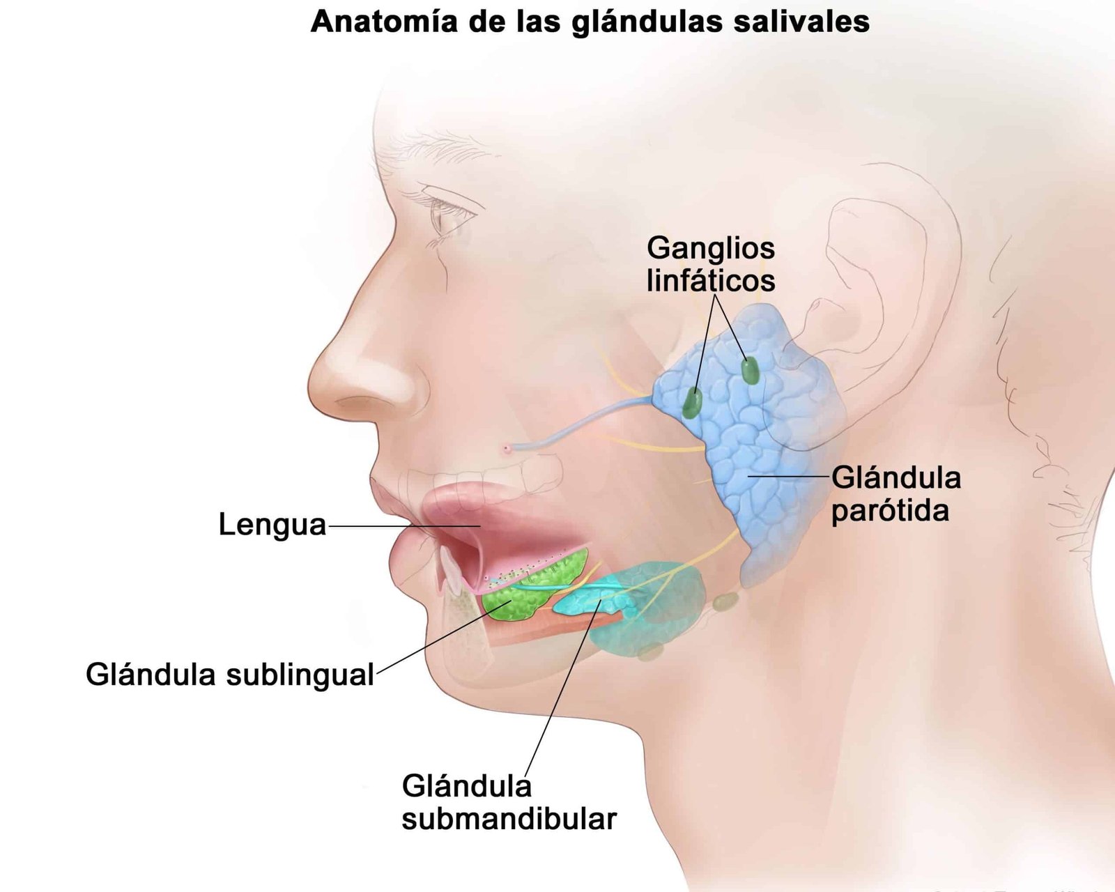 bioingenieria-de-glandulas-salivales-para-pacientes-con-cancer