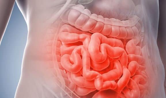 bioingenieria-de-intestino-humano-funcional-en-miniatura