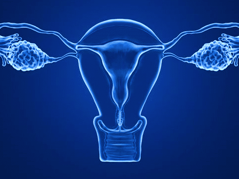 bioingenieria-de-ovarios-artificiales-para-preservar-la-fertilidad