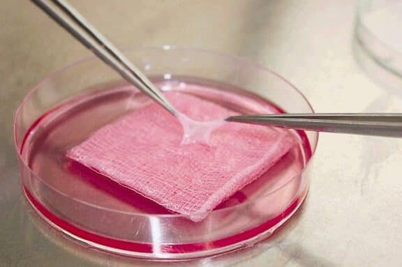 bioingenieria-de-tejido-hepatico-para-pruebas-de-toxicidad