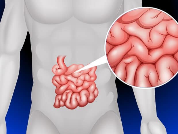 bioingenieria-de-tejido-intestinal-para-el-sindrome-de-intestino-corto