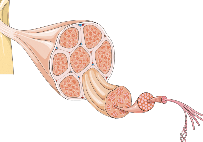 bioingenieria-de-tejido-muscular-para-tratar-distrofias
