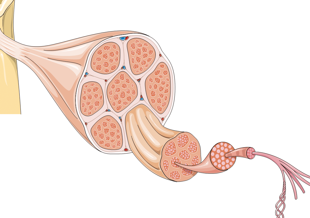 bioingenieria-de-tejido-muscular-para-tratar-distrofias