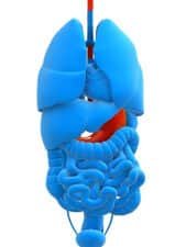 bioingenieria-de-tejido-pancreatico-encapsulado-para-diabetes