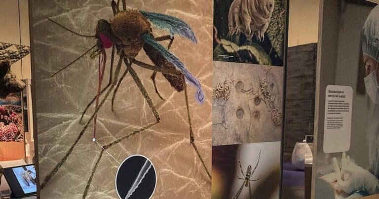 biomimetica-agujas-inspiradas-en-el-mosquito-para-inyecciones-indoloras