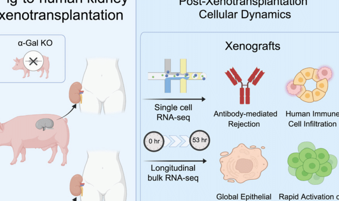 como-crispr-ayuda-a-crear-organos-de-cerdo-compatibles-con-humanos