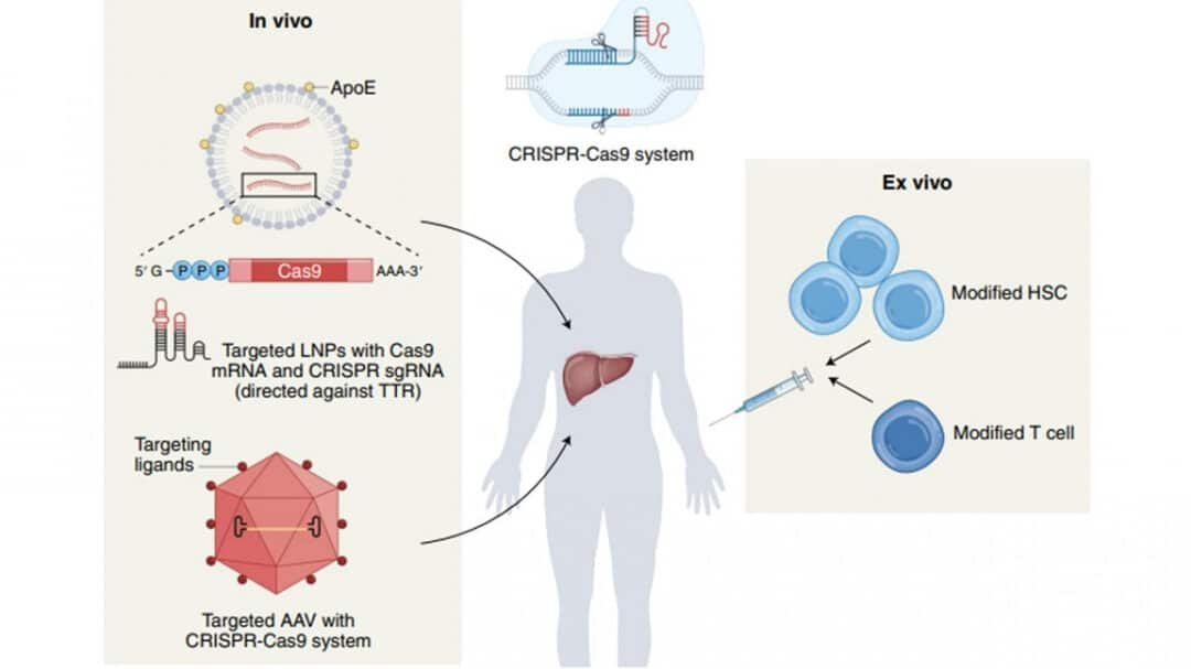 como-crispr-podria-eliminar-el-reservorio-del-vih