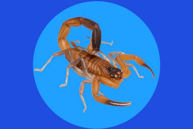 como-el-veneno-de-escorpion-azul-se-usa-en-terapias-contra-tumores