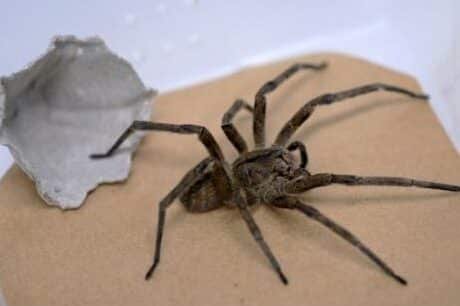 como-el-veneno-de-la-arana-bananera-ayuda-a-tratar-la-disfuncion-erectil