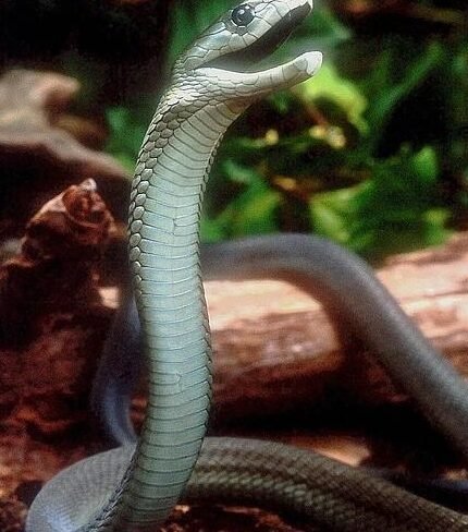 como-el-veneno-de-la-mamba-negra-alivia-el-dolor-sin-adiccion