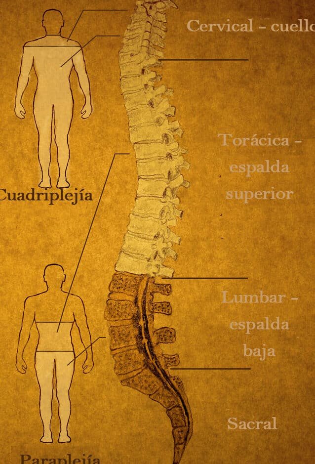 como-la-bioingenieria-ayuda-a-reparar-la-medula-espinal