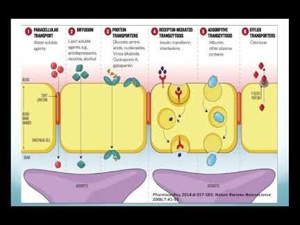 como-la-bioingenieria-crea-modelos-de-barrera-hematoencefalica
