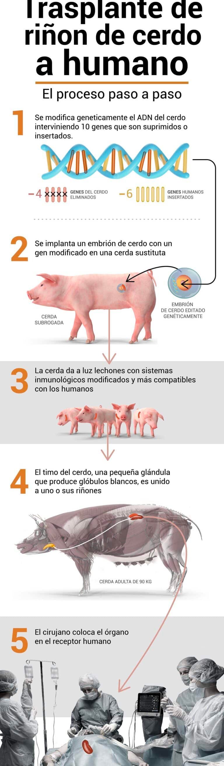 como-la-edicion-genetica-crea-organos-de-cerdo-compatibles-xenotransplante