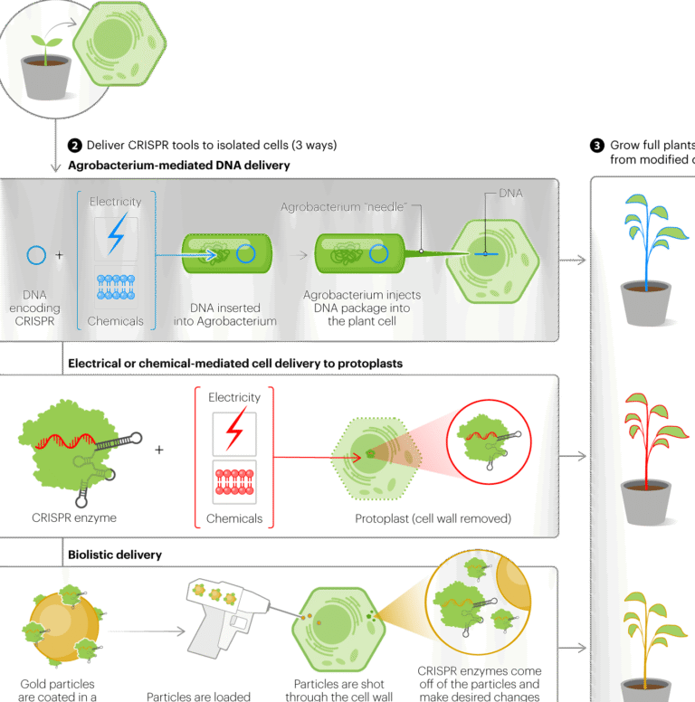 como-la-edicion-genetica-protege-los-cultivos-de-celulas-madre