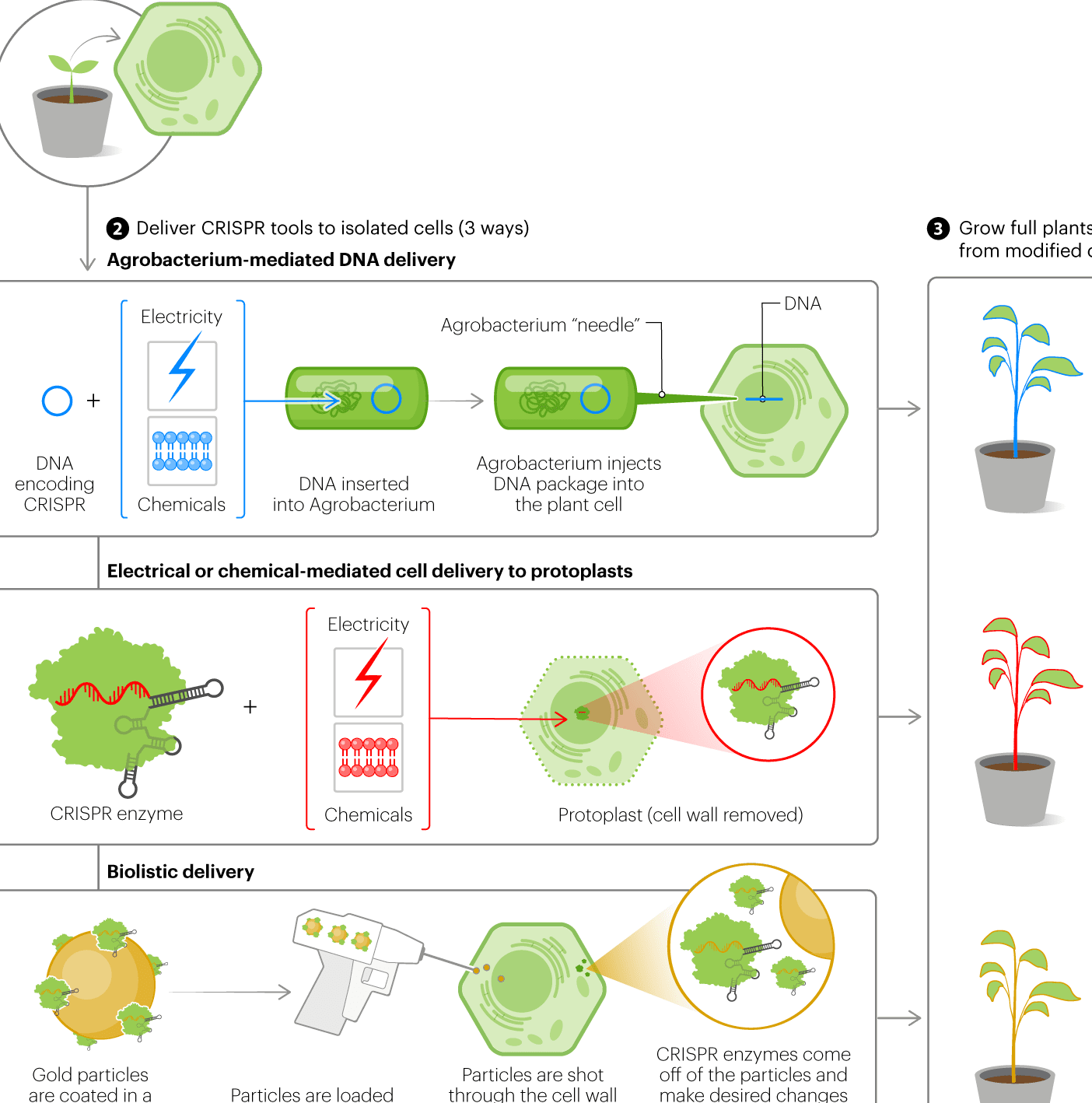 como-la-edicion-genetica-protege-los-cultivos-de-celulas-madre