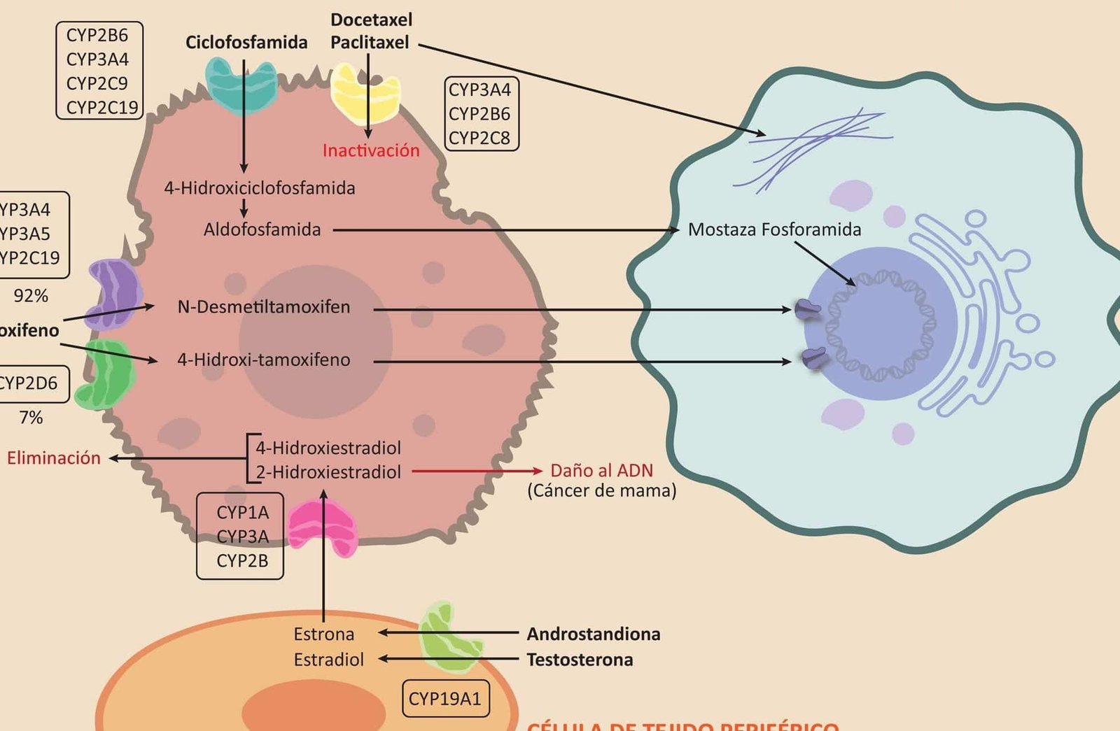 como-la-farmacogenomica-optimiza-el-tratamiento-con-tamoxifeno-en-cancer-de-mama