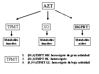 como-la-genetica-afecta-la-toxicidad-de-la-azatioprina