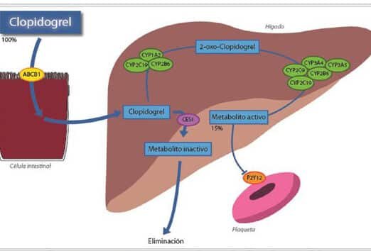 como-la-genetica-influye-en-la-respuesta-al-clopidogrel