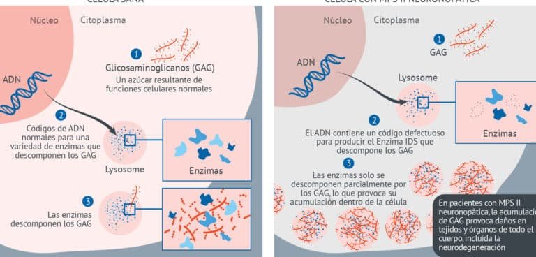como-la-terapia-genica-aborda-la-mucopolisacaridosis