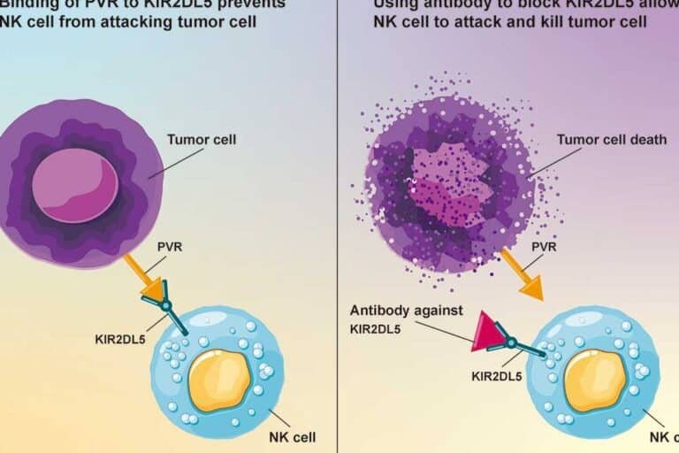 como-las-celulas-nk-editadas-combaten-tumores-solidos
