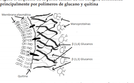 como-las-enzimas-de-hongos-descomponen-plasticos-y-toxinas-medicas