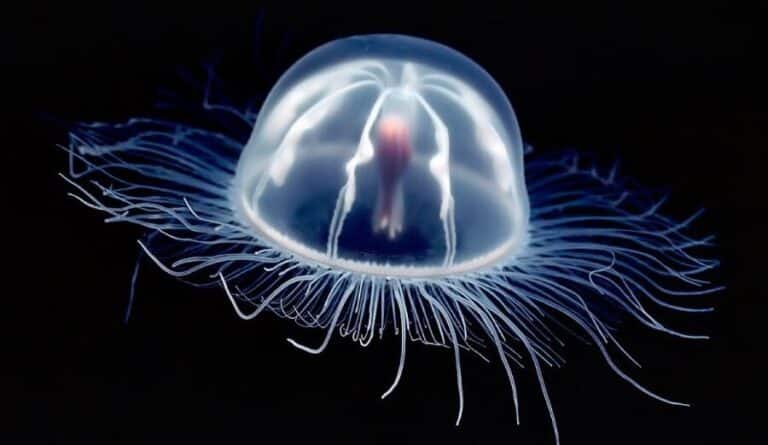 como-las-medusas-inmortales-turritopsis-dohrnii-desafian-el-envejecimiento