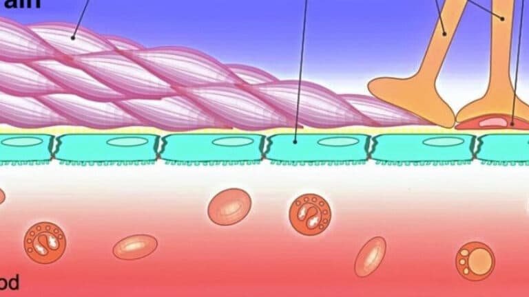 como-las-nanocapsulas-atraviesan-la-barrera-hematoencefalica