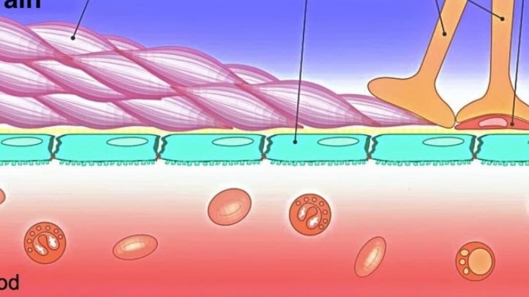 como-las-nanocapsulas-atraviesan-la-barrera-hematoencefalica