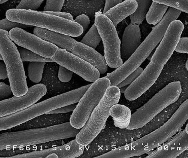 como-las-nanoesponjas-absorben-toxinas-de-picaduras-de-serpiente