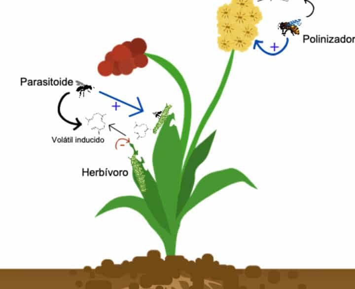 como-las-plantas-se-comunican-quimicamente-y-su-uso-en-agricultura-medica