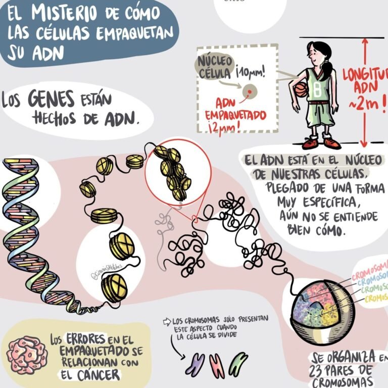 como-los-genes-afectan-la-respuesta-a-los-tratamientos-hormonales