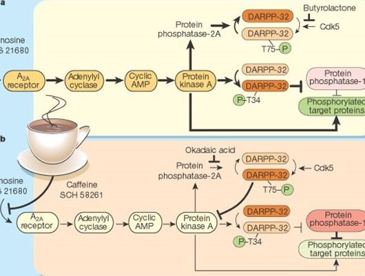 como-los-genes-influyen-en-la-metabolizacion-de-la-cafeina-y-farmacos