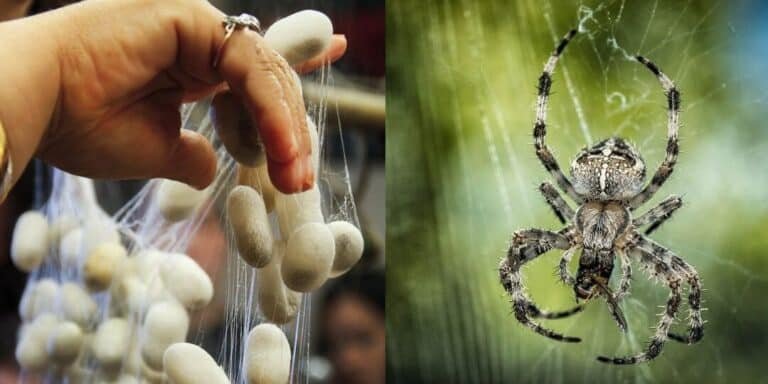 como-los-gusanos-de-seda-modificados-producen-hilos-de-arana